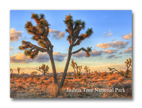 Split Joshua Tree National Park Magnet