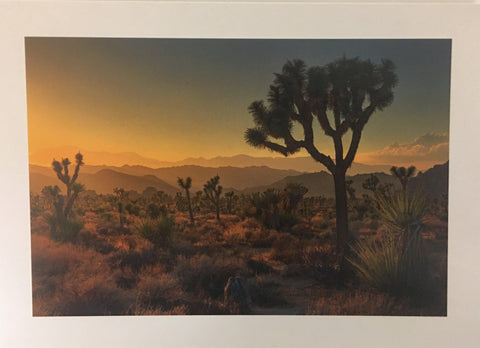 Joshua Tree Sunset Note Card - Joshua Tree National Park Association