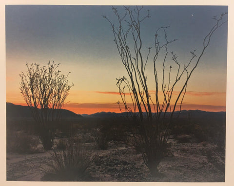 Ocotillo Dawn (2007) Note Card - Joshua Tree National Park Association